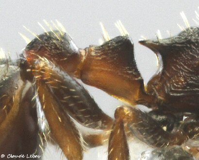 reine Temnothorax nigriceps