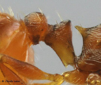 reine Temnothorax nylanderi