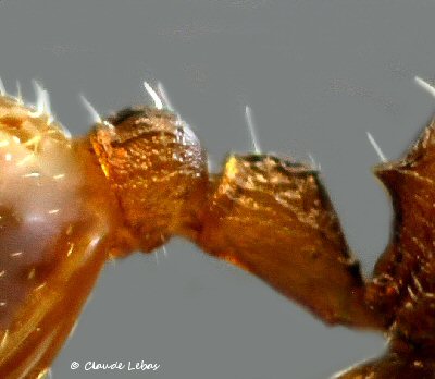 reine Temnothorax affinis