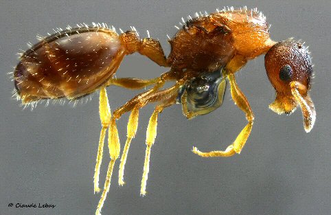 reine Temnothoraxaffinis