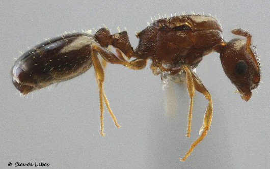 reine Temnothorax angustulus