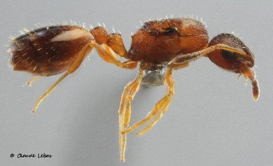 reine Temnothorax aveli