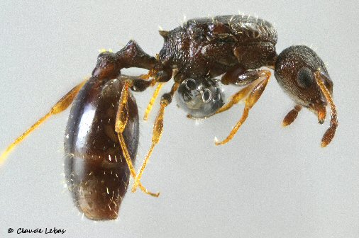 reine Temnothorax contatensis