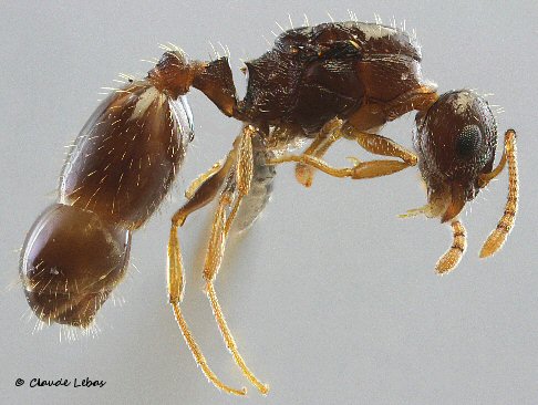 reine Temnothorax gredosi