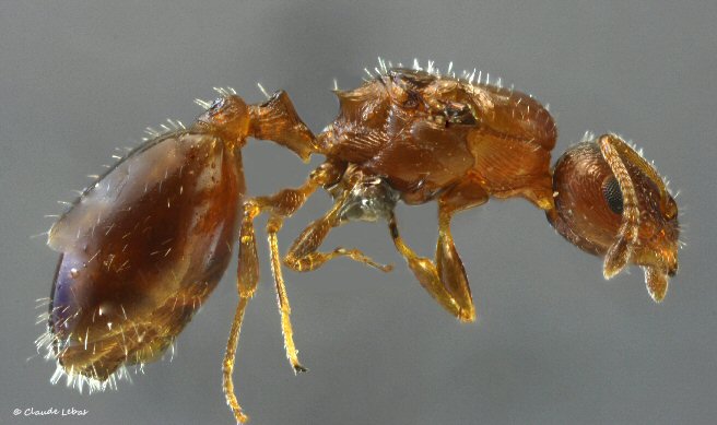 reine Temnothorax kraussei