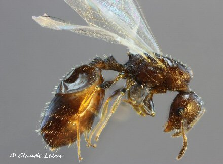 reine Temnothorax melas