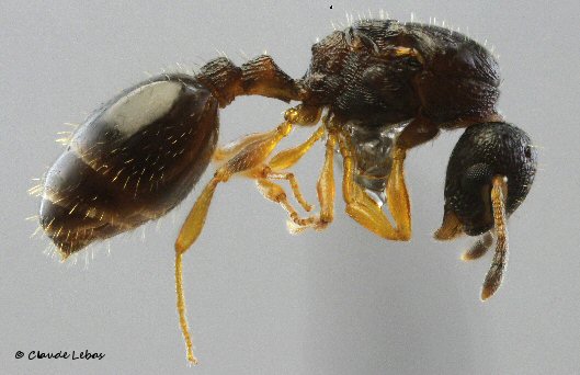 reine Temnothorax nadigi