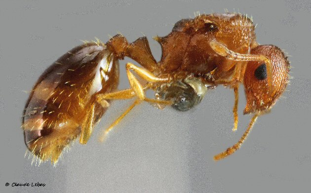 reine Temnothorax pardoi