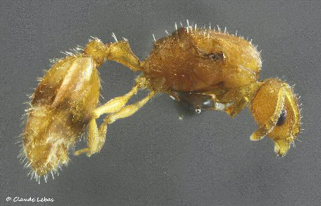 reine Temnothorax parvulus
