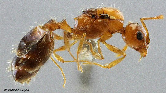 reine Temnothorax recedens