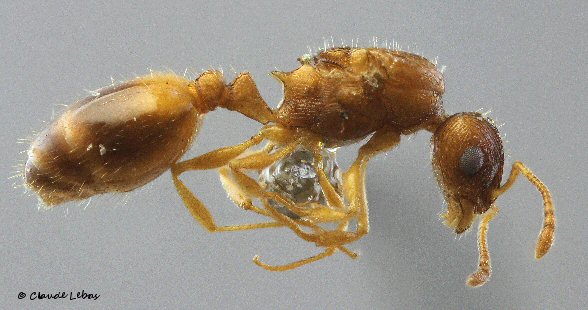 reine Temnothorax luteus