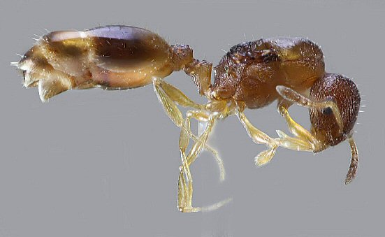 reine Temnothorax unifasciatus