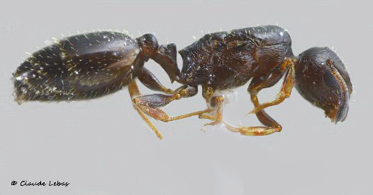 reine Temnothorax exilis