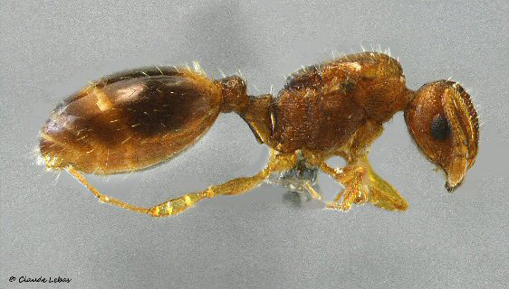 reine Temnothorax lichtensteini