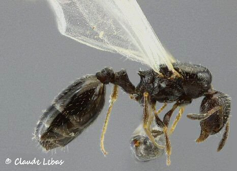 reine Temnothorax niger