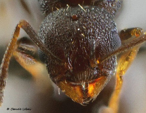 reine Temnothorax conatensis