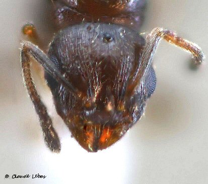 reine Temnothorax exilis