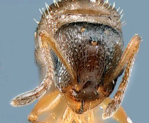 reine Temnothorax luteus