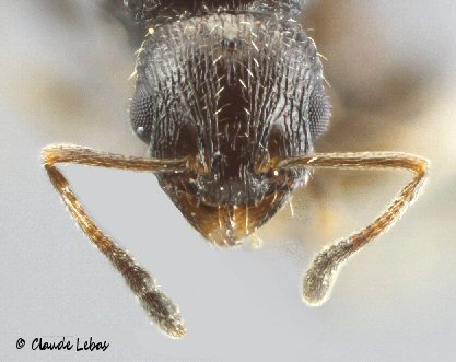 reine Temnothorax niger