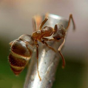 ouvriere fourmi