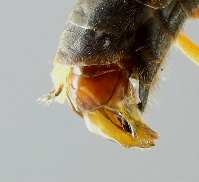 tete de male Messor capitatus