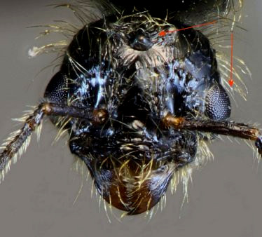 tete de male Messor capitatus