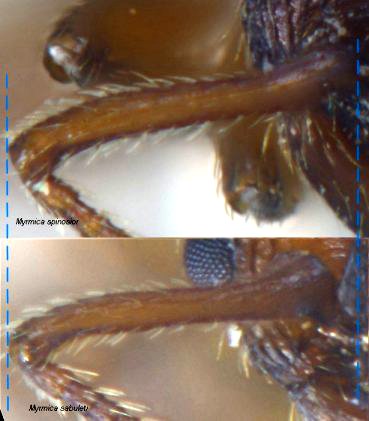 ouvriere Myrmica spinosior