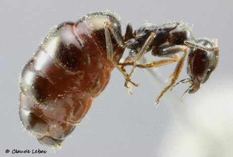 ouvriere Fourmi Proformica