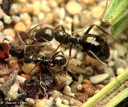 ouvriere Fourmi Proformica