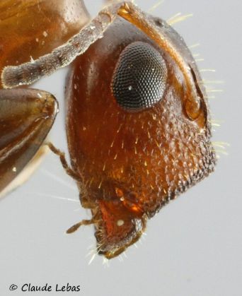 Colobopsis truncatus