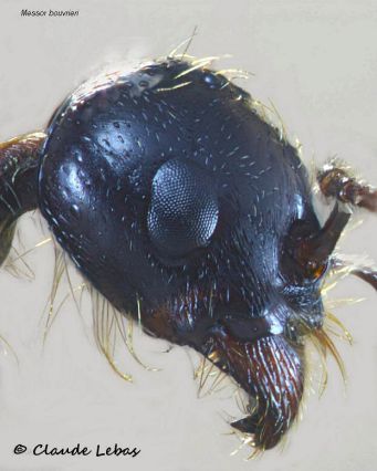 gula de reine Messor bouvieri