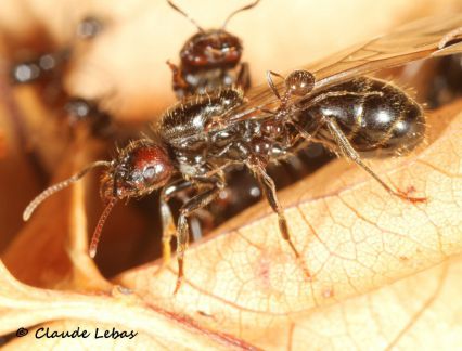 esaimage reine Messor barbarus