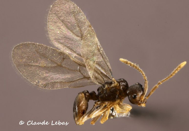 reine Anergates atratulus