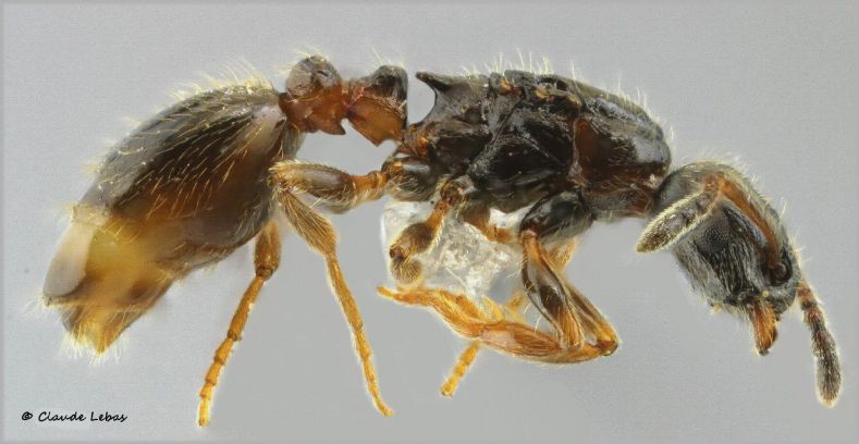 reine  Leptothorax pacis avec épines sous les pétioles
