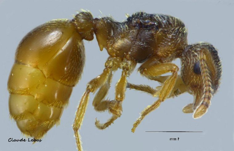 reine Myrmica karavajevi