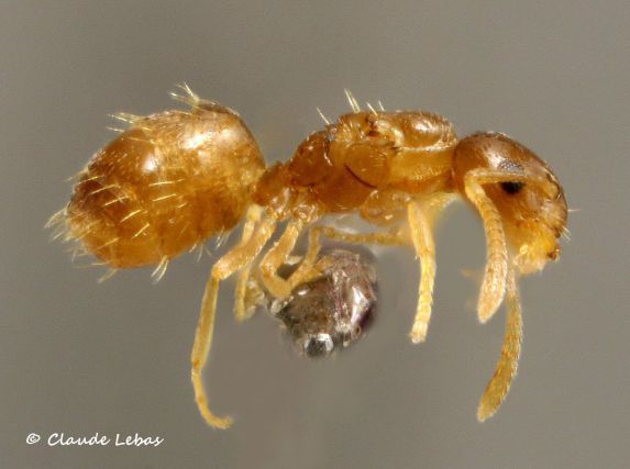 reine Plagiolepis xene