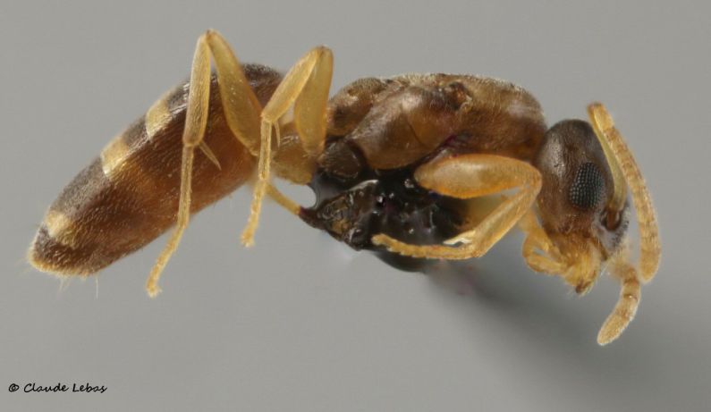 reine Tapinoma melanocephalum