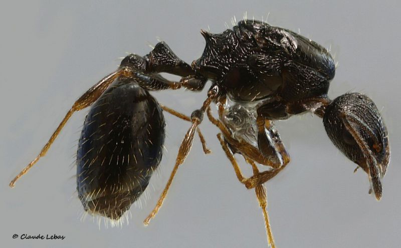 reine Temnothorax grouvellei