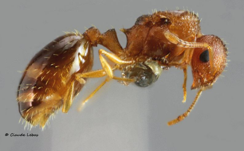 reine Temnothorax pardoi