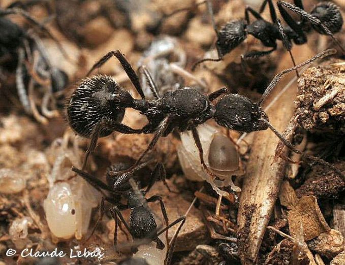  reine Aphaenogaster senilis