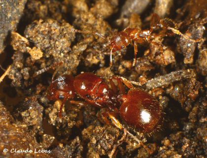  reine Aphaenogaster subterranea