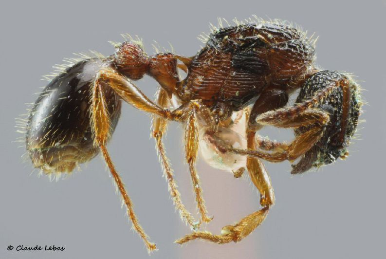 gyne Myrmica lobicornis
