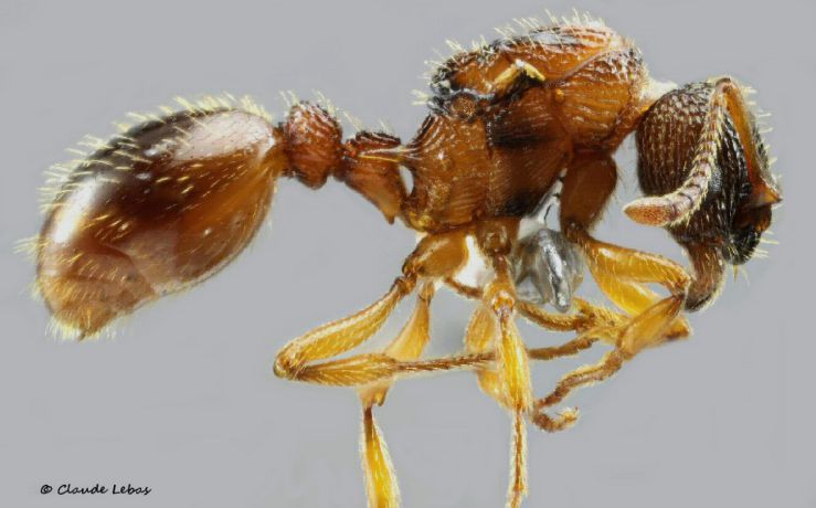 gyne Myrmica lonae