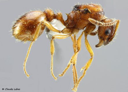gyne Myrmica rubra