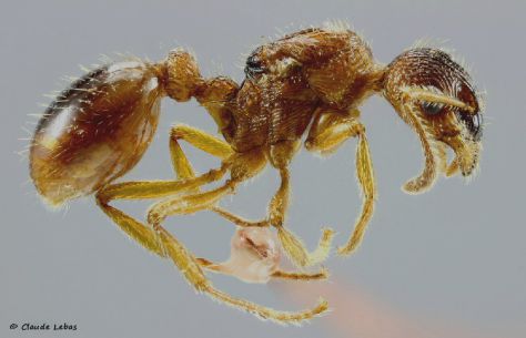 gyne Myrmica ruginodis