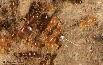 reine Plagiolepis xene