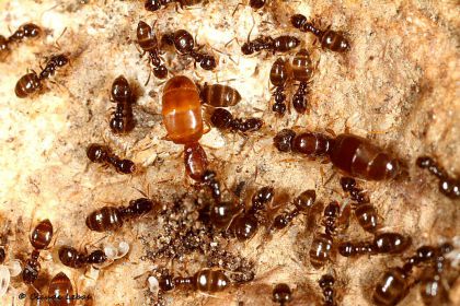 reine Plagiolepis taurica