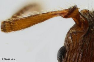 scape avec un large épaississement