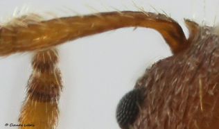 scape anguleux Myrmica specioides
