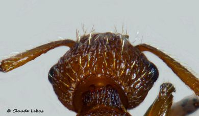 base du scape incurvé et anguleux